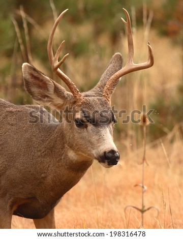 A portrait of a young Mule Deer buck in Colorado.