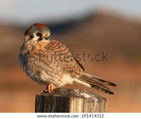 A female American Kestrel looking back from a perch in New Mexico.