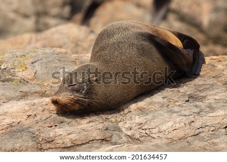 A Southern Fur Seal asleep on a warm rock along the Pacific Ocean in New Zealand.
