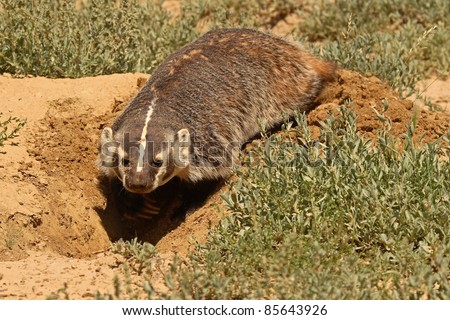badger digging