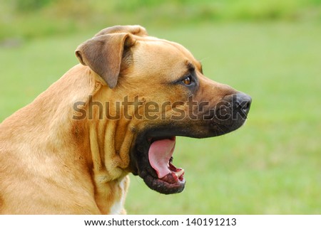 Outdoor head profile portrait of a purebred African Boerboel dog yawning with wide open mouth.