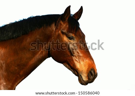 A beautiful brown purebred Hanoverian horse profile head portrait staring with alert facial expression. Image isolated on white studio background.