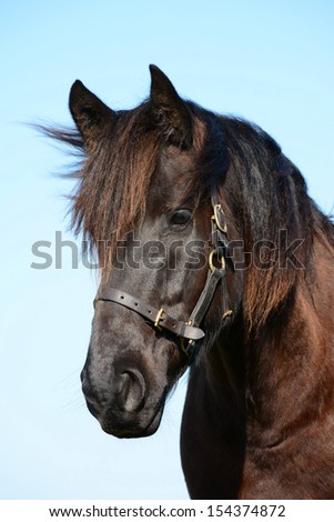 Outdoor head portrait of a beautiful Friesian horse with alert facial expression in front of blue sky background.