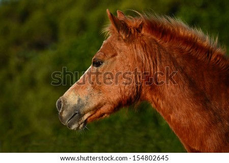 Outdoor profile portrait of an old chestnut pony with attentive facial expression.