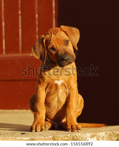 A cute purebred Rhodesian Ridgeback dog puppy with attentive facial expression sitting and staring.