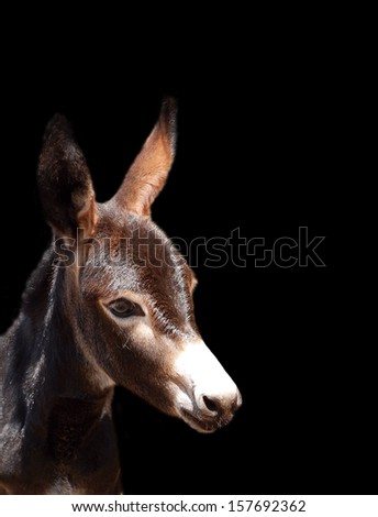 Head portrait of a beautiful donkey foal with attentive facial expression looking to the side. Image on black studio background.