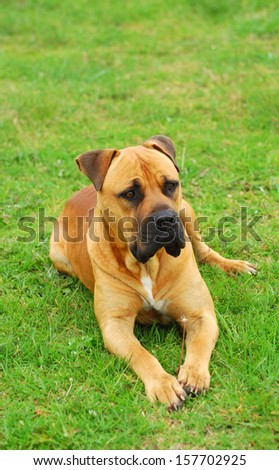 Full body of a purebred South African Boerboel dog with alert facial expression on guard laying on green grass (focus on dog\'s face).