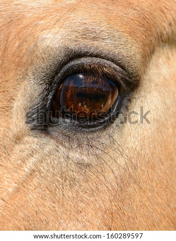 Vertical horse eye close up with very long eye lashes.
