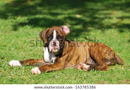 A cute little purebred brindle male Boxer puppy laying and staring with attentive facial expression.