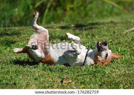 A Cute Little Purebred Parson Jack Russell Terrier Dog Scratching His Back By Rolling Over Backwards And Forwards On The Lawn.