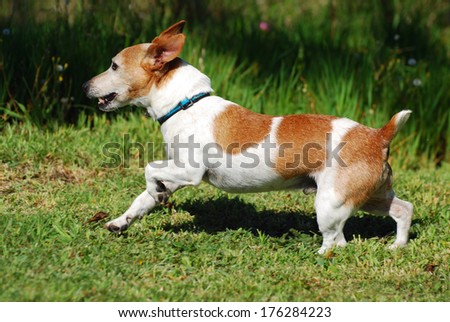 Profile of an old little purebred Parson Jack Russell Terrier dog running free in nature.