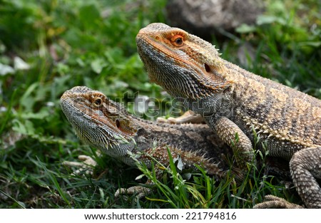Portrait of two Australian Bearded Dragons in natural environment on blurry green grass background.