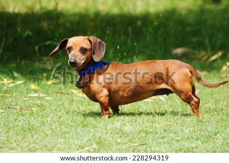 Outdoor full body side view of a little Dachshund dog with staring facial expression standing in the wind with flying ears in front of blurry green grass background.