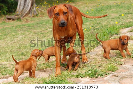 A beautiful purebred Rhodesian Ridgeback female playing with her four puppies outdoors on blurry green grass background.