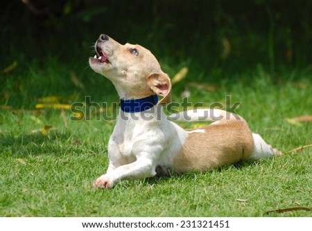 A cute little Jack Russell Terrier crossbred dog with blue collar lifting up his head and howling. Dog on blurry green grass background.