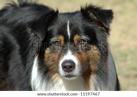 A beautiful tricolor Australian Shepherd dog head portrait with cute expression in the face watching other dogs in the park