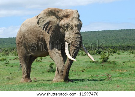 african elephant art. an African Elephant bull
