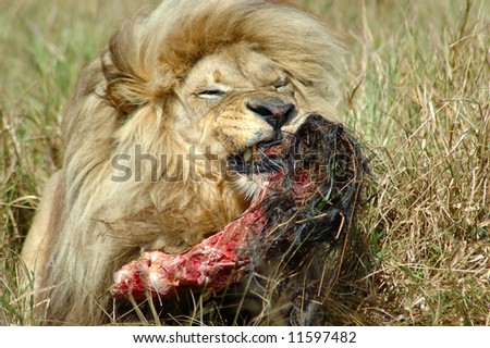 african lion face. African hungry lion male
