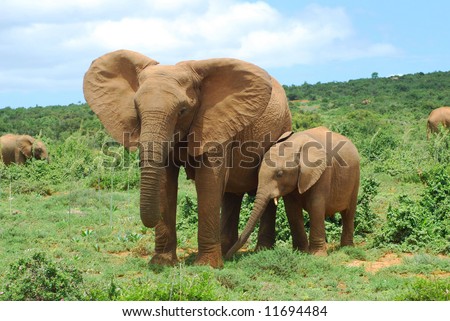 African elephant mom with cute little baby calf