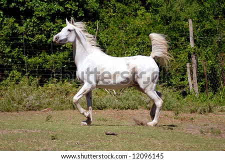 Full body of a female Arabian white horse running wild on the farm outdoors