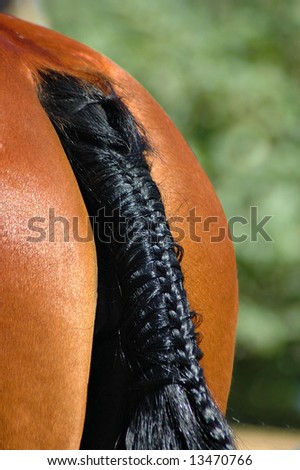 Detail of equestrian sport: a black braided horse\'s tail of a beautiful brown sport pony standing in the sun on the farm waiting for the tournament