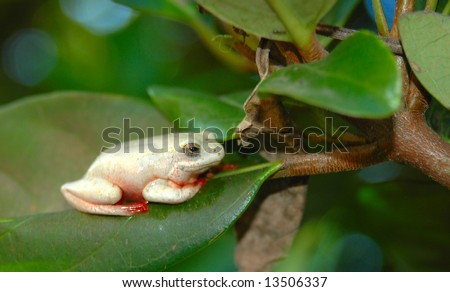 A little white African frog (Marbled Reed Frog - Hyperolius marmoratus) with red feet and red belly watching other frogs  while sitting on a leaf of a tree in the garden in South Africa