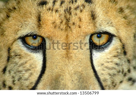 Beautiful eyes closeup of an African Cheetah predator with dangerous expression in the face watching other Cheetahs in a game reserve in South Africa