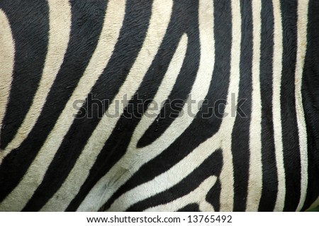 black and white striped background. real lack and white Zebra