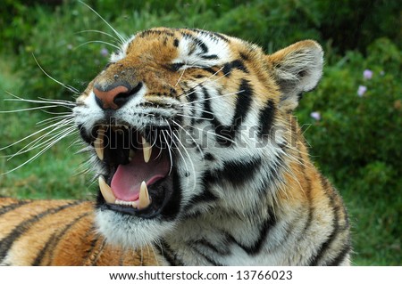 An angry yawning tiger showing his dangerous teeth in a game park