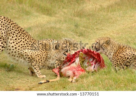 Cheetahs with kill fighting while feeding in a game reserve in South Africa