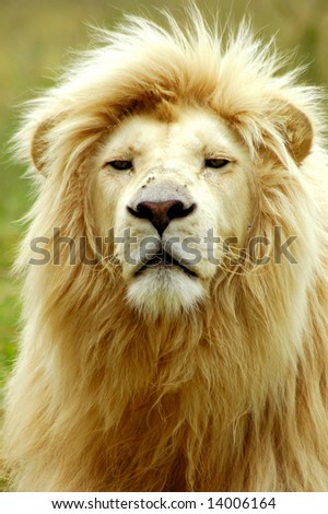 A rare white lion male head portrait watching other lions in a game park in South Africa