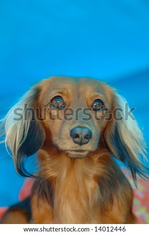 stock-photo-a-beautiful-brown-miniature-long-haired-dachshund-dog-head ...