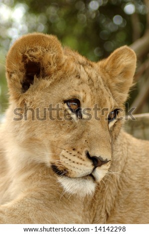 A beautiful cute little lion cub face head portrait watching other lions in a game park in South Africa