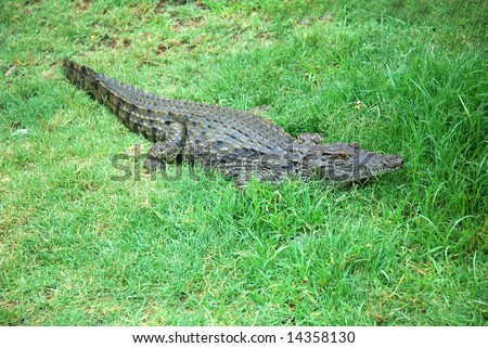 A full body of a young African crocodile lying in the high grass and hiding in a game park in South Africa