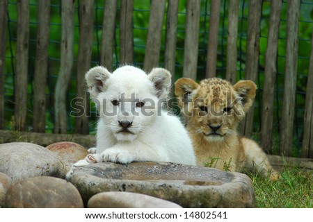 african lion face. An African common lion cub