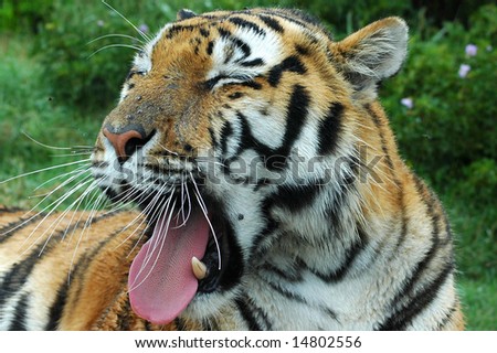 A bored tired tiger yawning in a game park