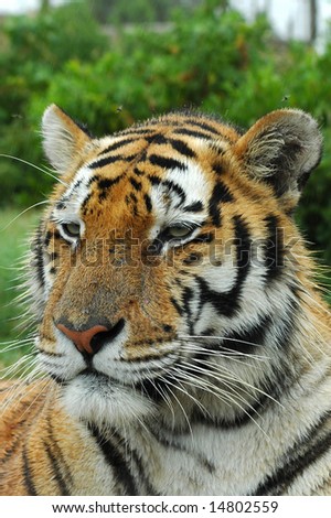 A beautiful tiger head portrait with alert expression in the face watching other tigers in a game park