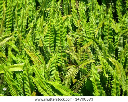 A background full of beautiful wild green fern plants outdoors in sunny nature