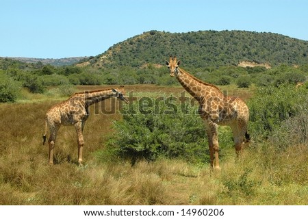 Two beautiful Giraffes watching other African wildlife in a game park in South Africa