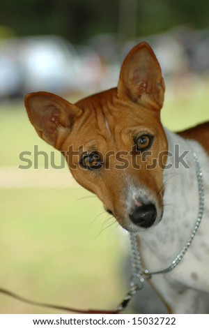 A beautiful brown and white Basenji dog head portrait with cute expression in the face watching other dogs