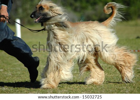 beautiful afghan hound