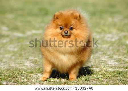 A beautiful red little Pomeranian spitz dog from front with cute expression in the face standing and watching other dogs in the park outdoors