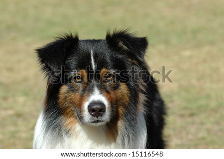 A beautiful tricolor Australian Shepherd dog head portrait with cute expression in the face watching other dogs in the park