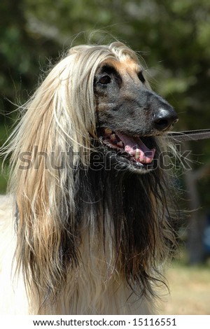 A beautiful Afghan hound dog head portrait watching other dogs in the park outdoors