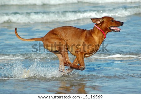 A beautiful active African male Rhodesian Ridgeback hound dog with cute expression in the face playing wild by jumping and running fast in the sea on the beach