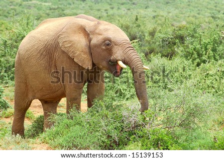 Big Elephant Ears
