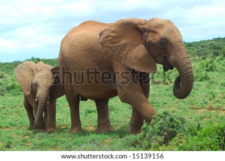 Images Of African Elephants. African+elephant+baby