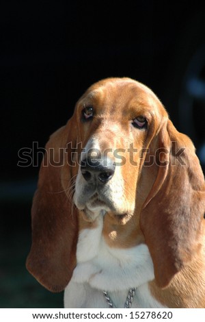 A beautiful Basset hound dog head portrait with sad expression in the face watching other dogs in the park outdoors