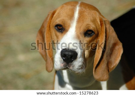 A beautiful Beagle hound dog head portrait with cute expression in the face watching other dogs in the park outdoors