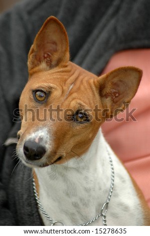 A beautiful brown and white Basenji dog head portrait with cute expression in the face watching other dogs